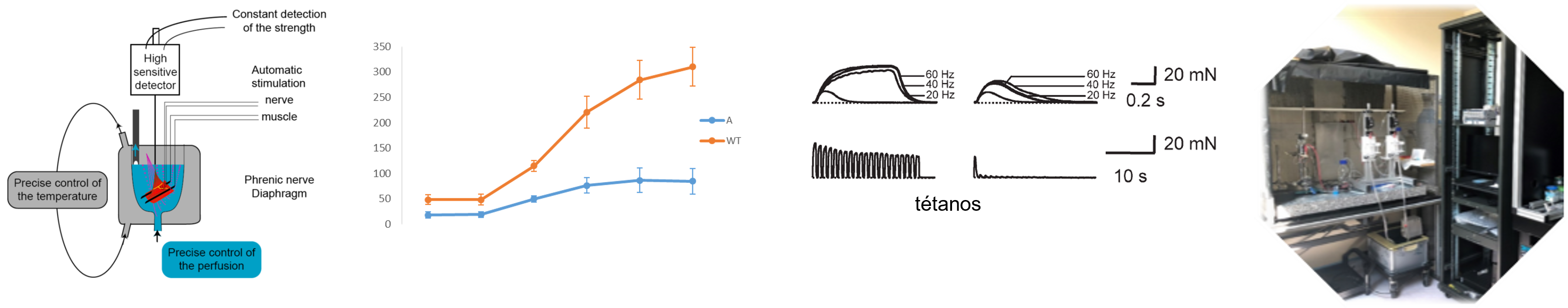 Mesure de force ex vivo