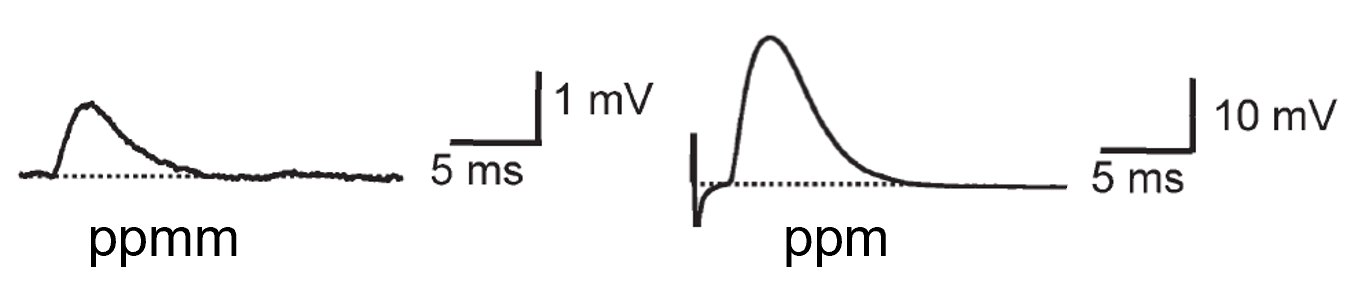 Étude de la transmission neuromusculaire