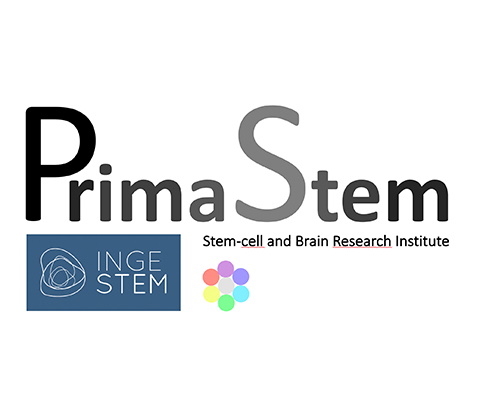Primastem