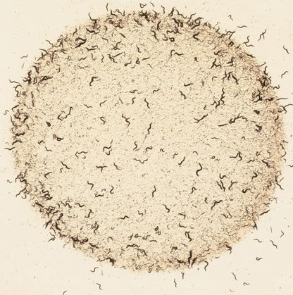 SEGiCel
