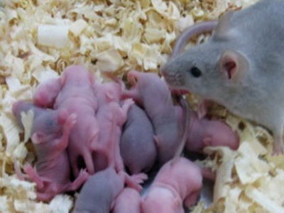 Souris et portée de souriceaux