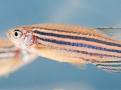 Poisson-zèbre