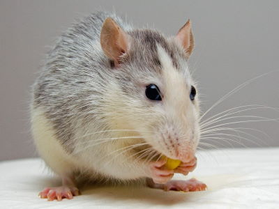 Souris