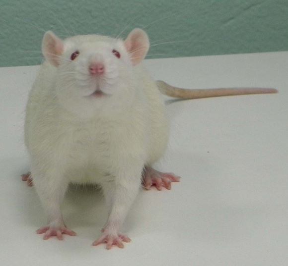 Rat de laboratoire