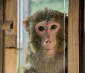 Macaque rhésus