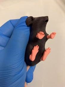 Mannequin d'entraînement pour les manipulations sur des souris