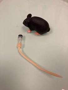 Mannequin d'entraînement pour les manipulations sur des souris